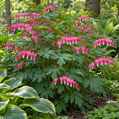 Bleeding Heart growing in a garden