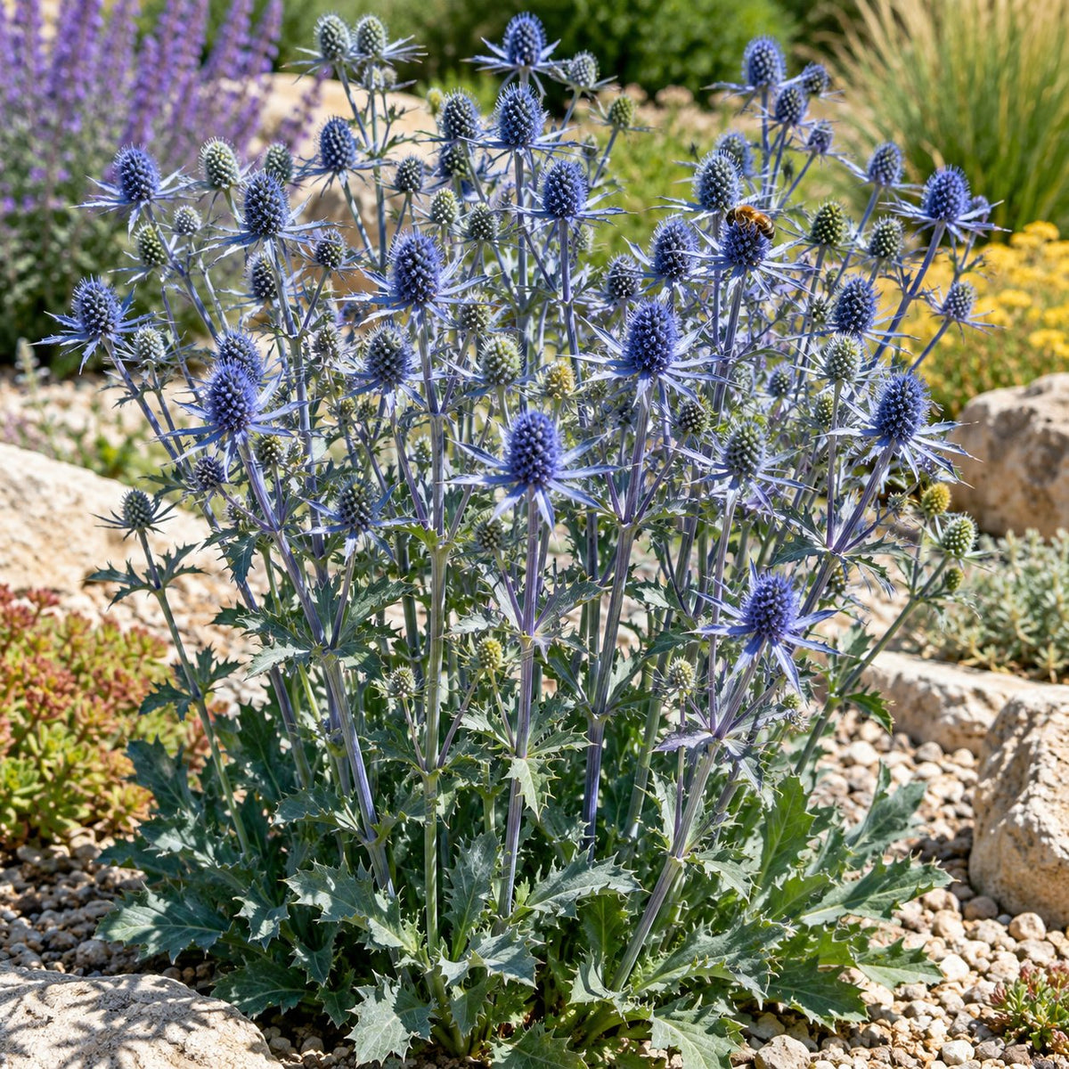 Blue Glitter Sea Holly
