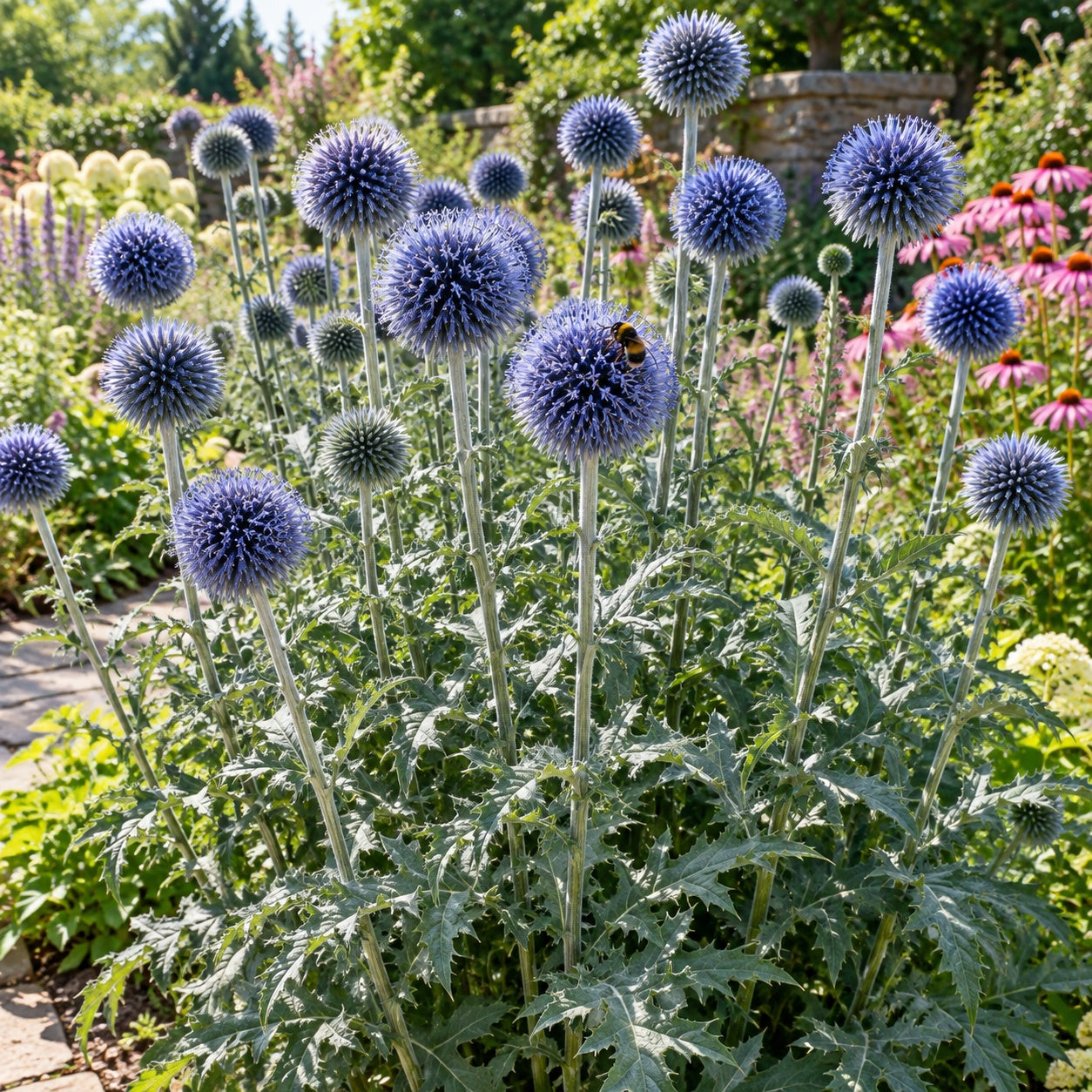 Blue Glow Globe Thistle growing in a garden
