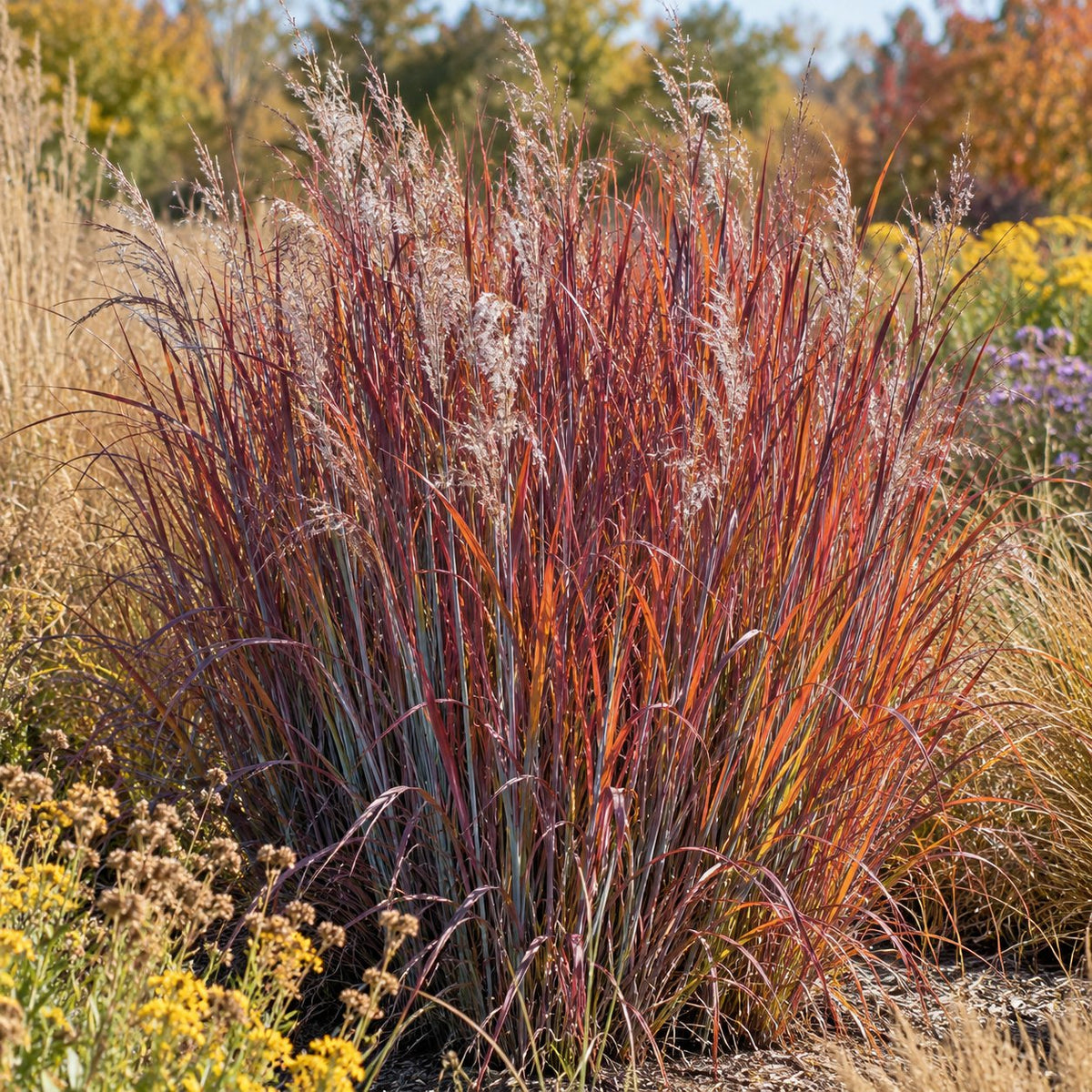 Blue Heaven® Little Bluestem