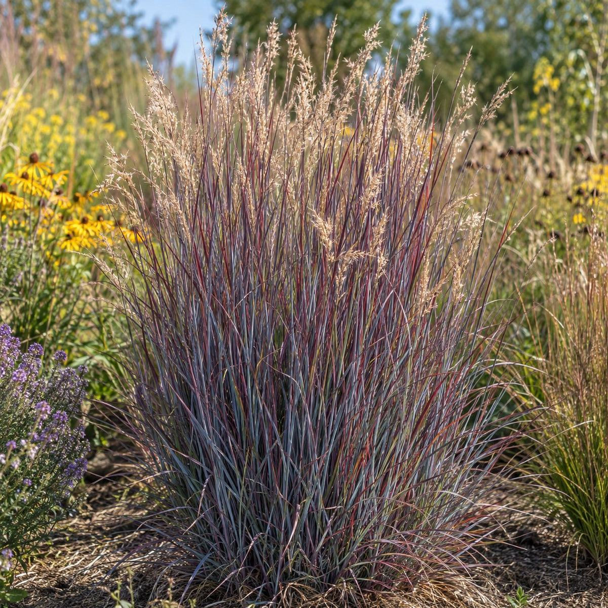 Blue Paradise Little Bluestem