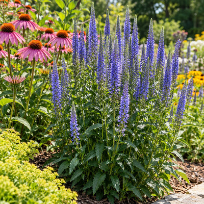 Blue Skywalker Spike Speedwell