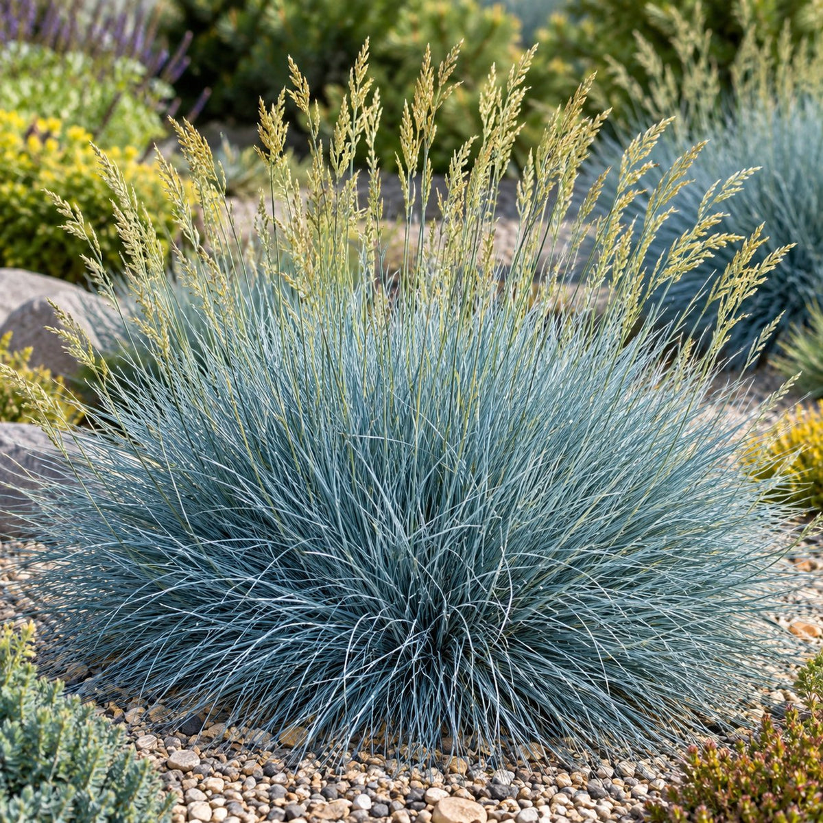 Blue Whiskers Blue Fescue