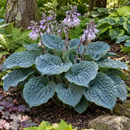Blueberry Muffin Hosta