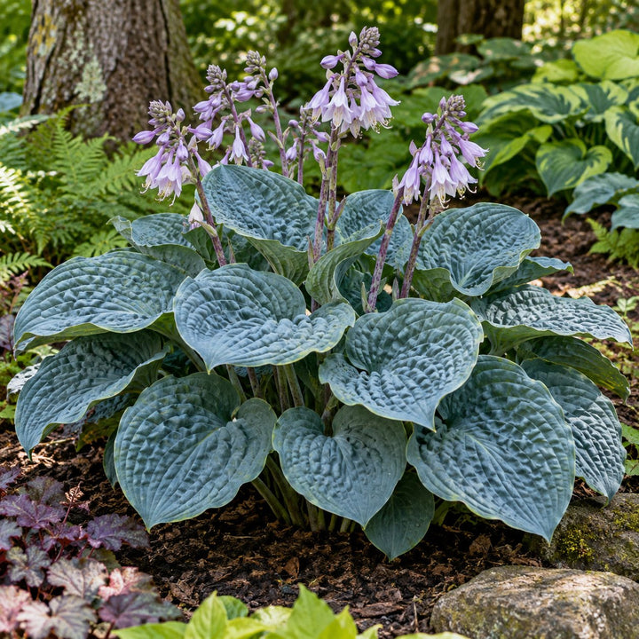 Blueberry Muffin hosta with heavily textured blue leaves and lavender flower spikes
