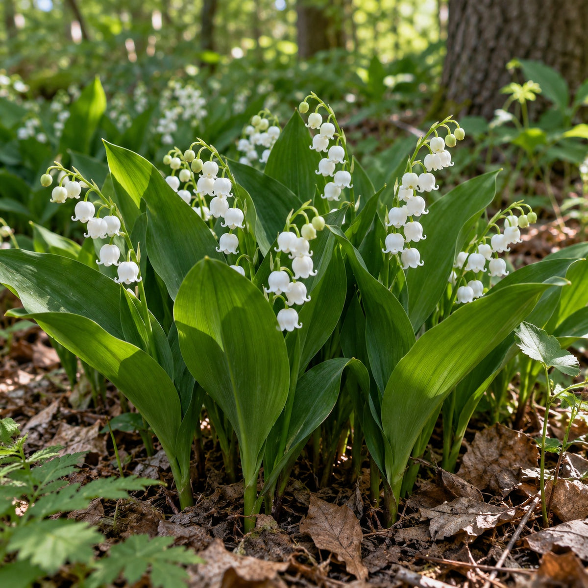 Bordeaux Lily of the Valley growing in a garden