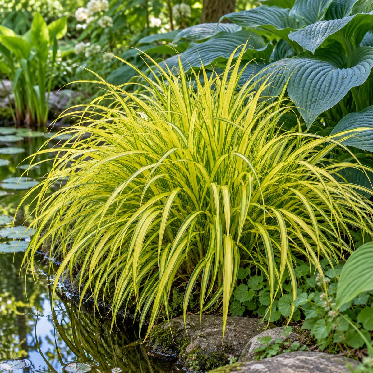 Bowles Golden Gold Sedge
