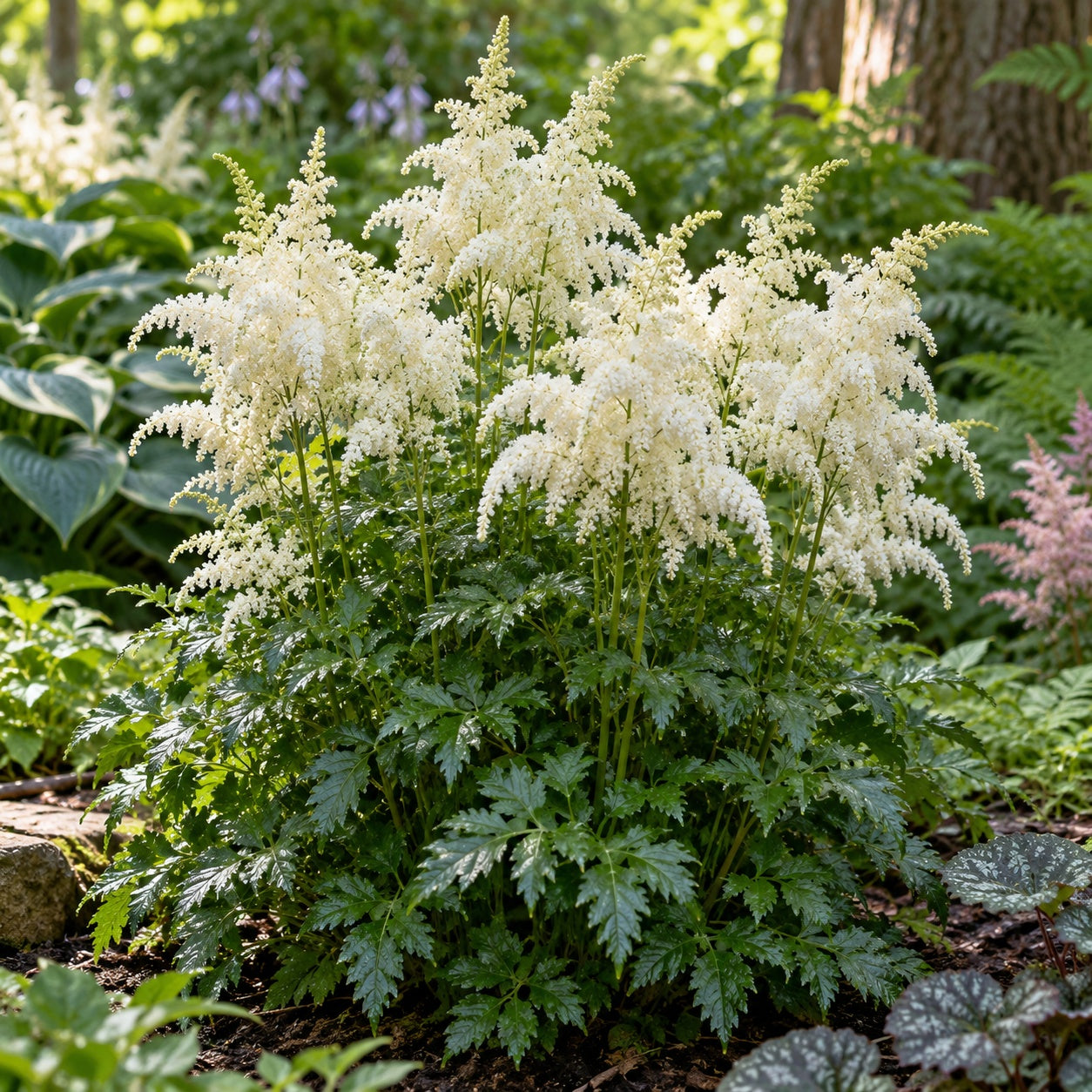 Bridal Veil Astilbe growing in a garden