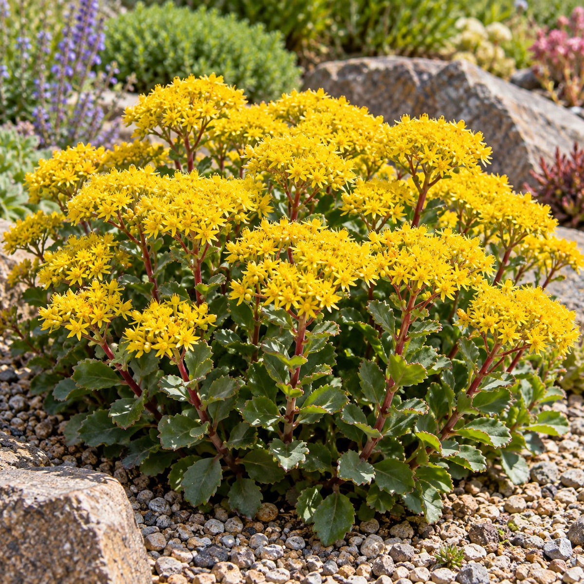 Bright Idea Stonecrop