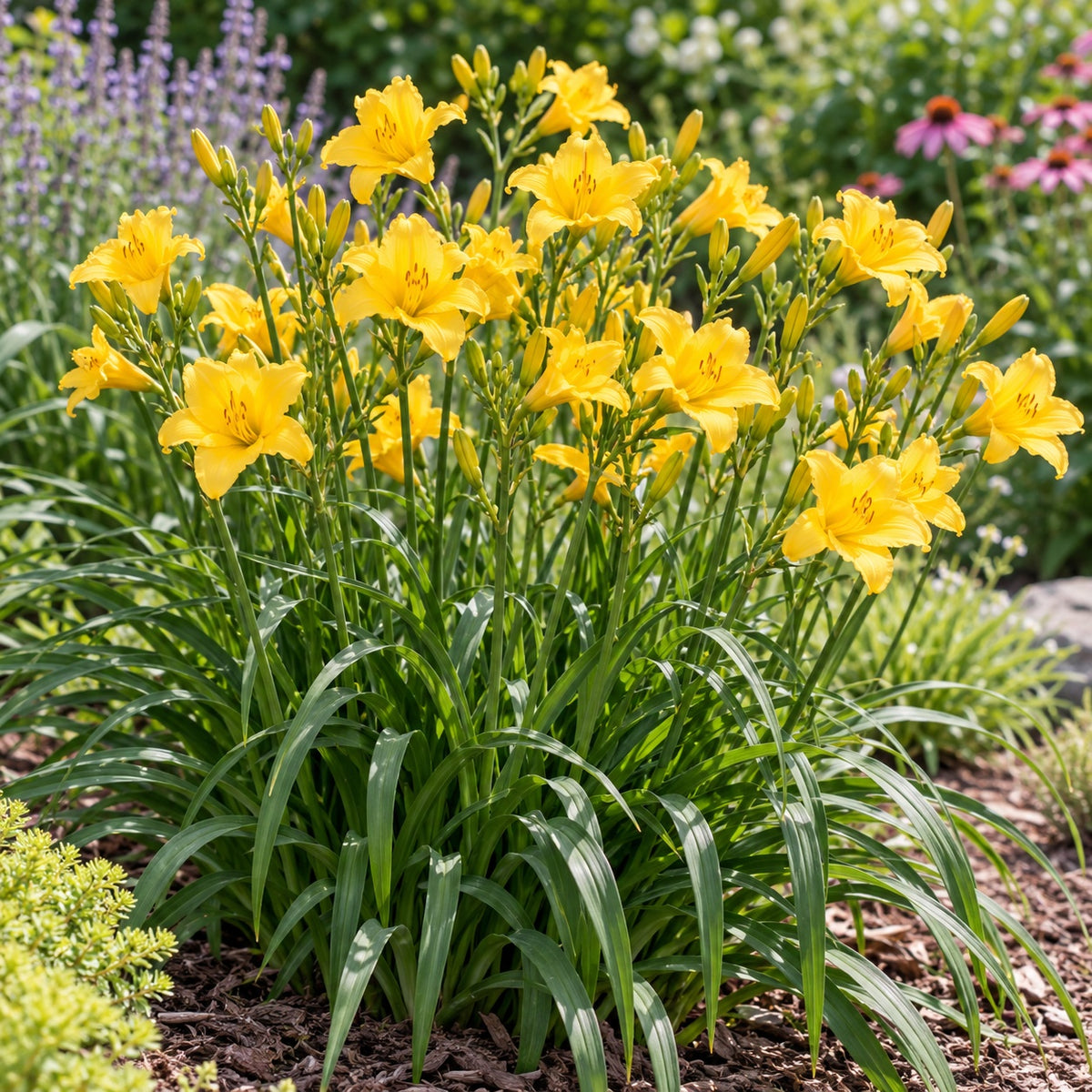 Bright Note Daylily growing in a garden