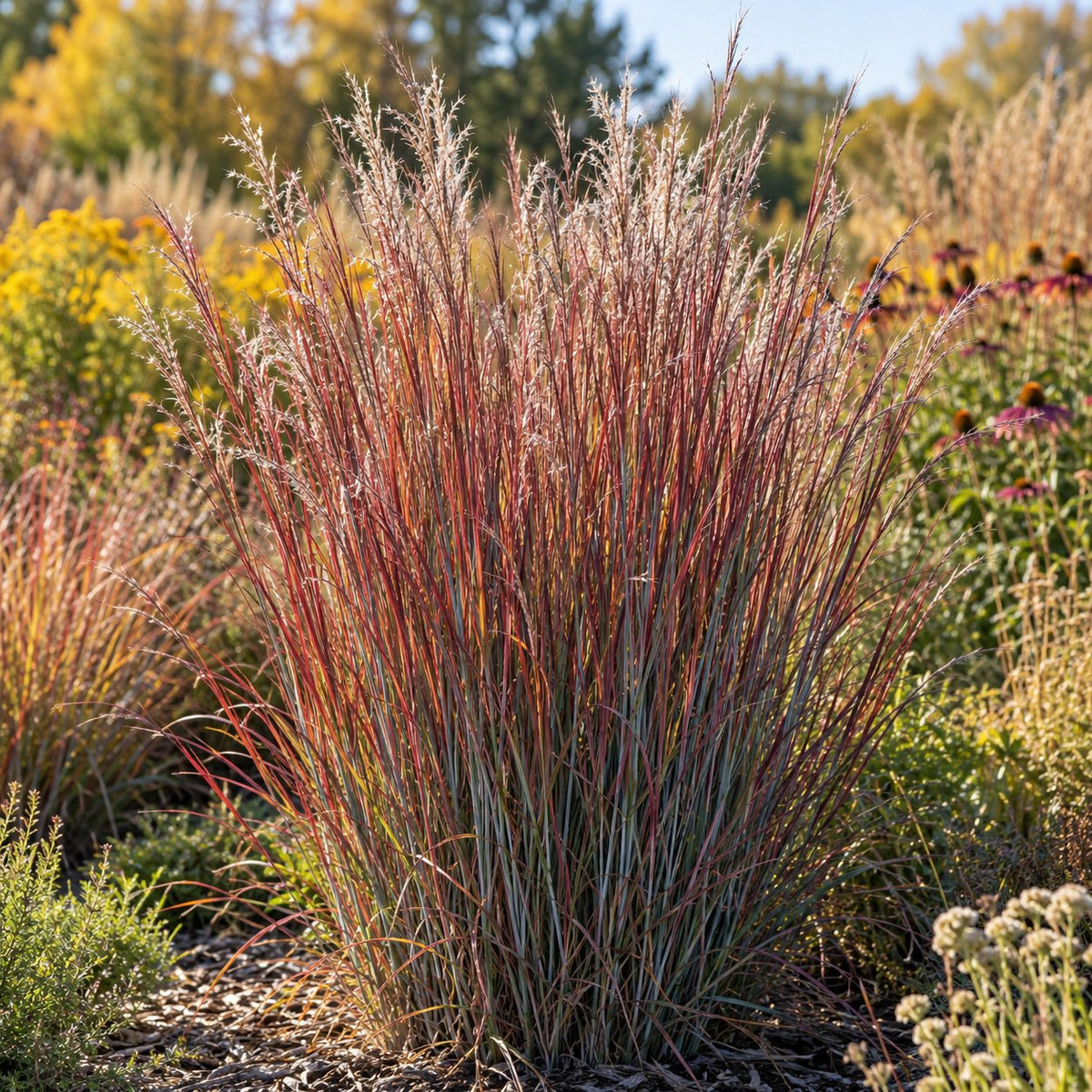 Brush Strokes Little Bluestem