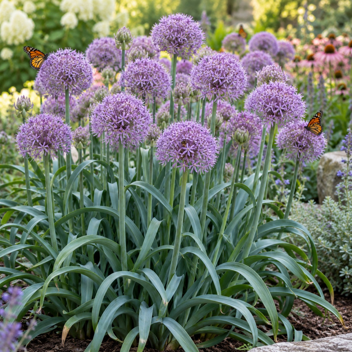Bubble Bath Ornamental Onion growing in a garden