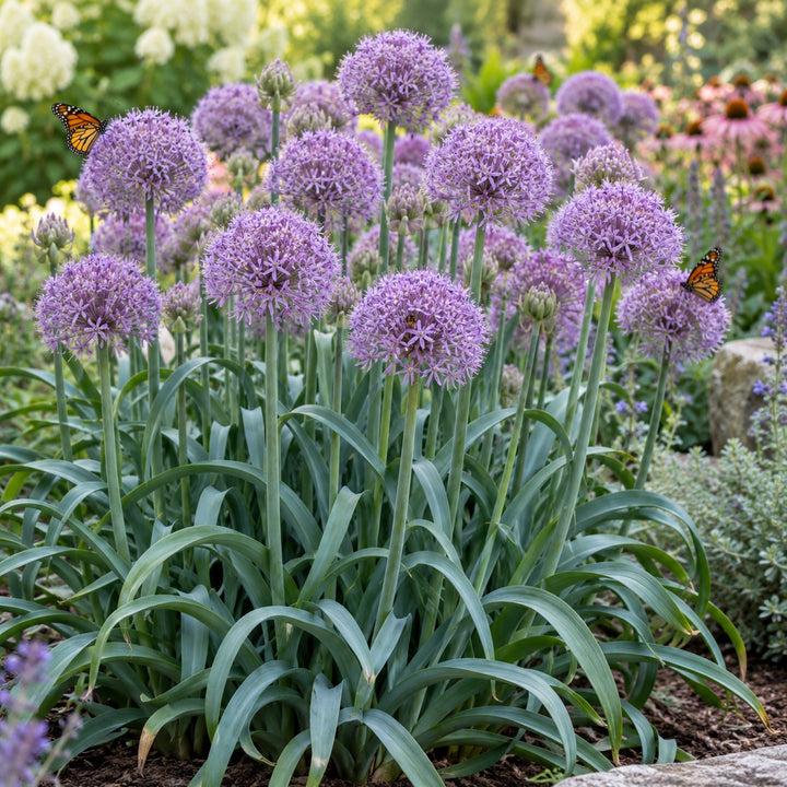 Bubble Bath ornamental onion with lavender-pink globes visited by butterflies