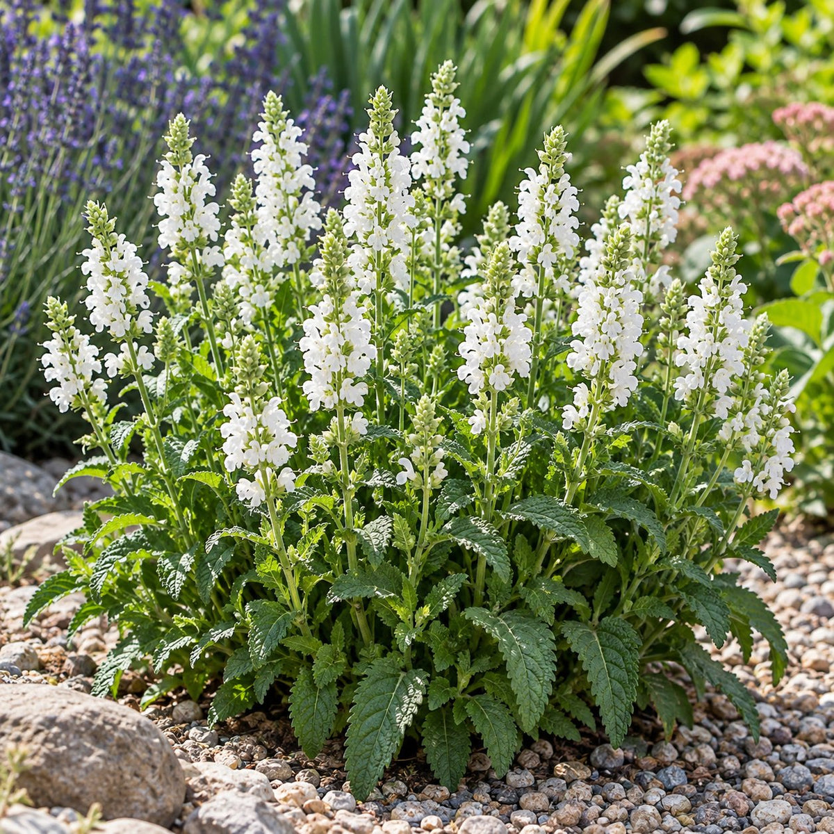 Bumblesnow Salvia
