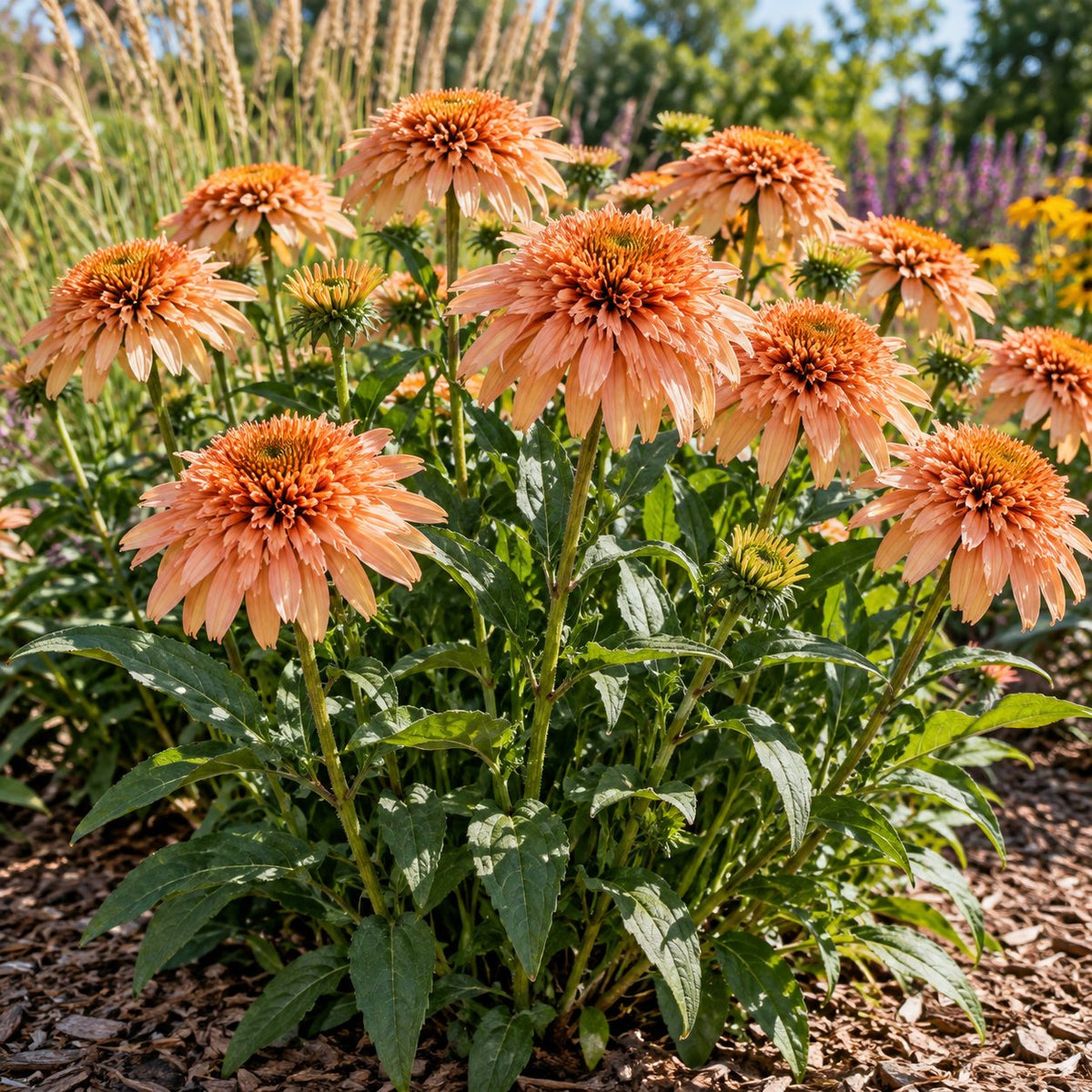Butter Pecan Coneflower