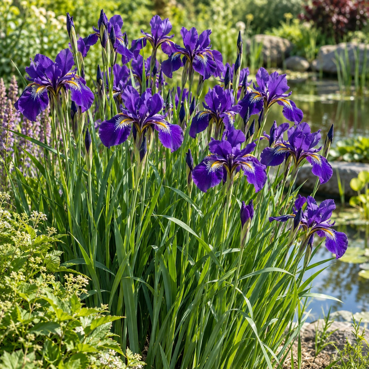 Caesar's Brother Siberian Iris growing in a garden