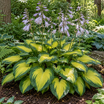 Captain Kirk Hosta growing in a garden