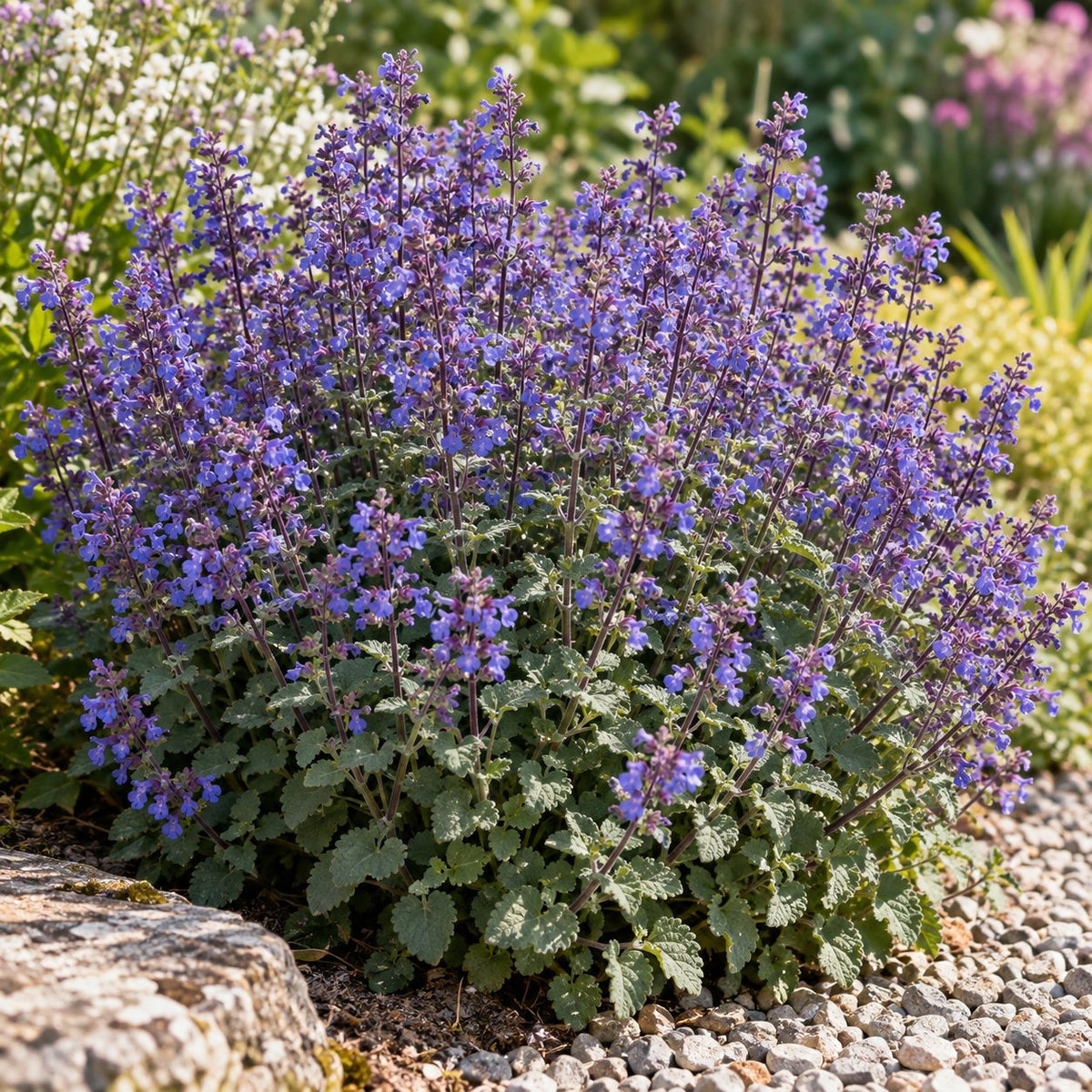 Cat's Pajamas Catmint