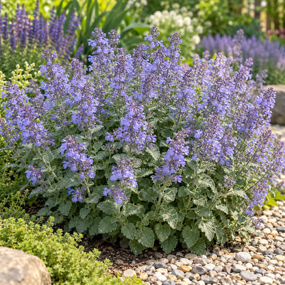 Catwalk Queen Catmint