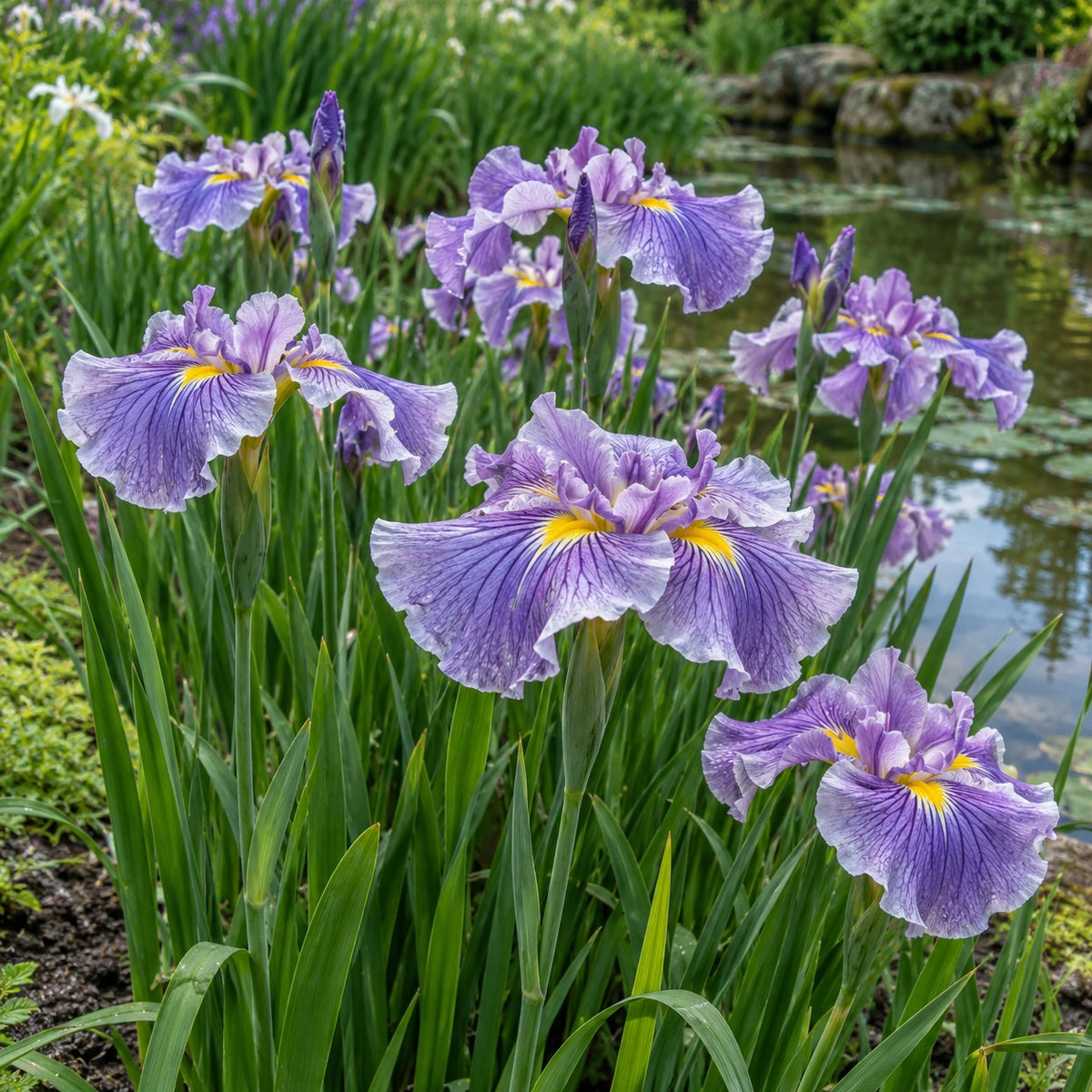 Center of Attention Japanese Iris growing in a garden