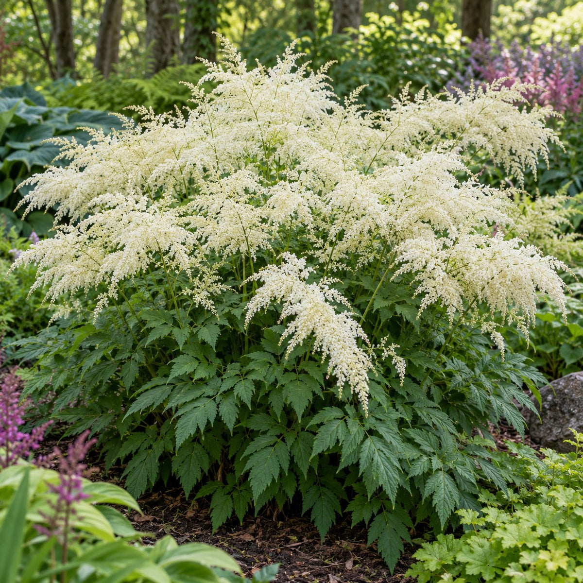 Chantilly Lace Goat's Beard
