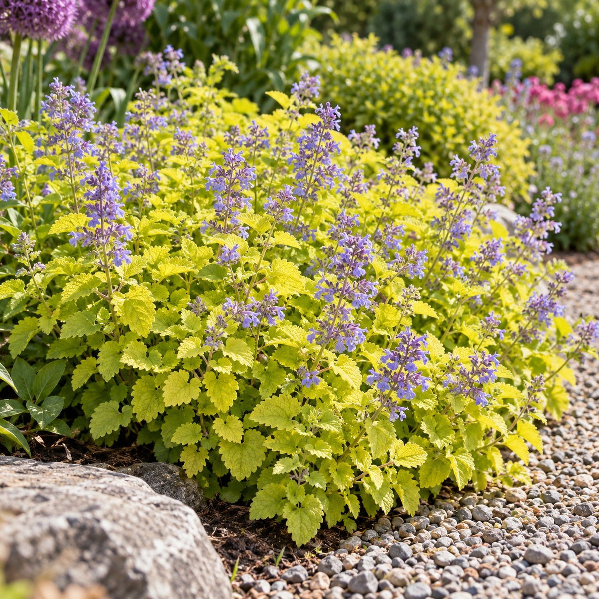 Chartreuse on the Loose Catmint