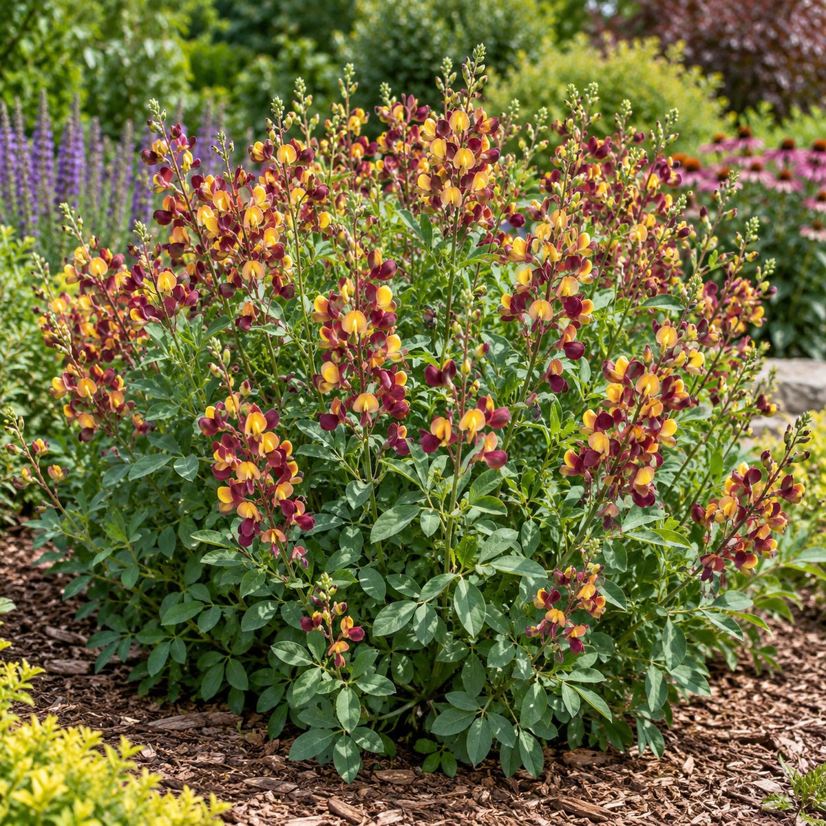 Cherries Jubilee False Indigo