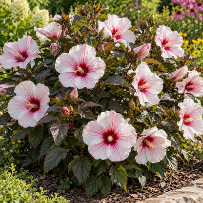 Cherry Choco Latte Hardy Hibiscus