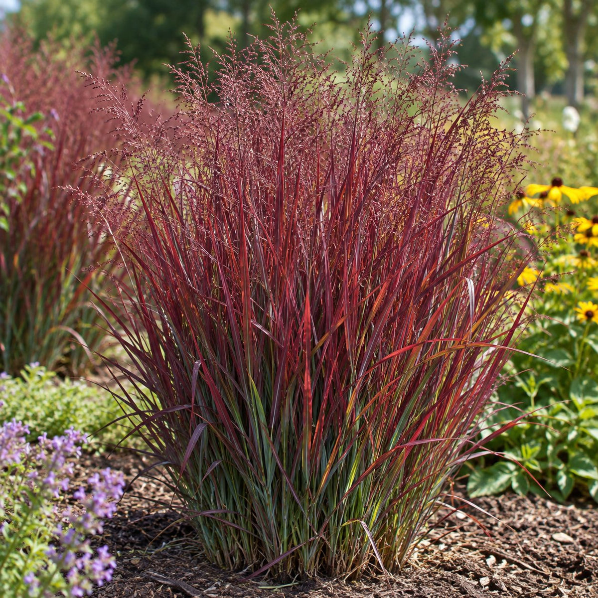 Cheyenne Sky Red Switch Grass