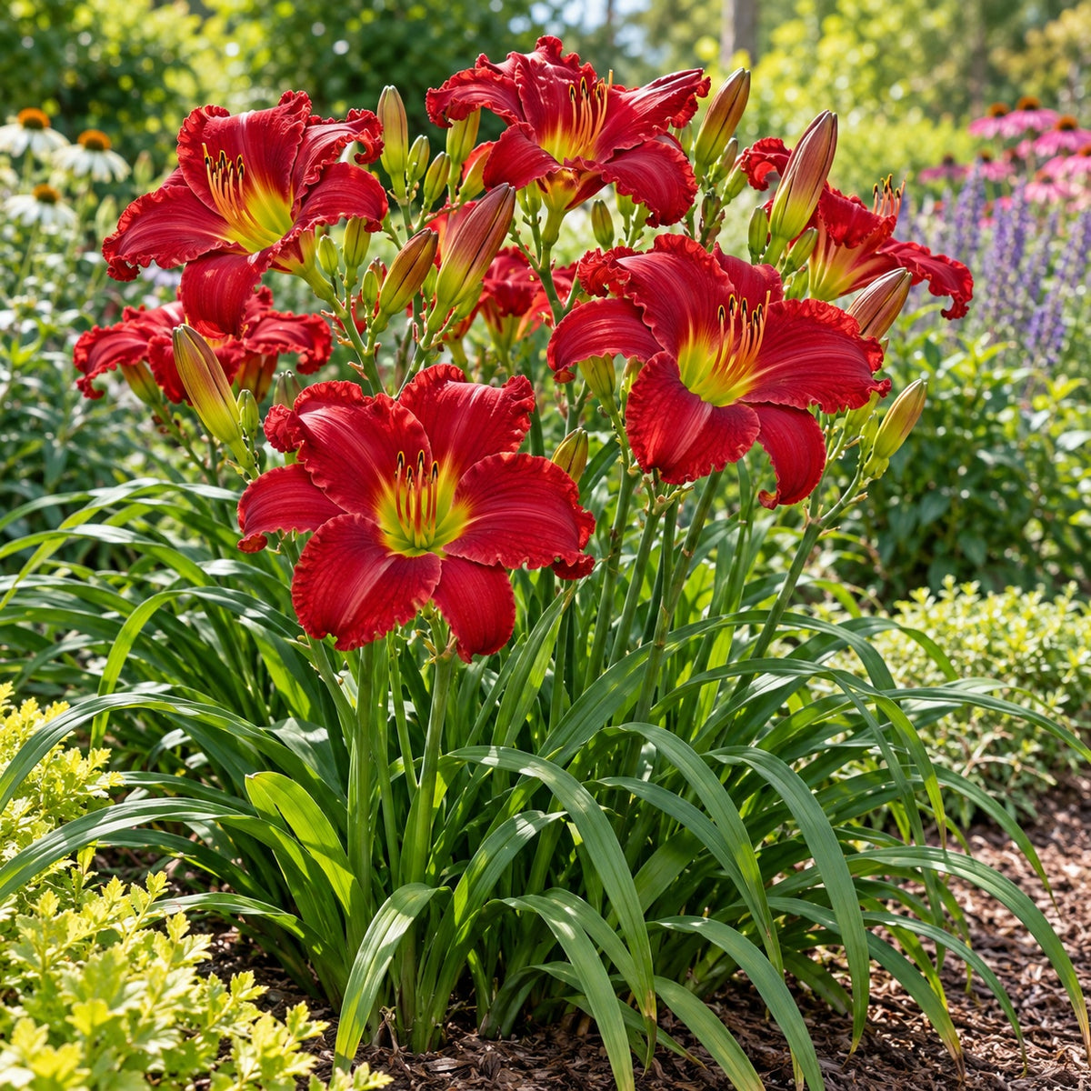 Chicago Apache Daylily growing in a garden