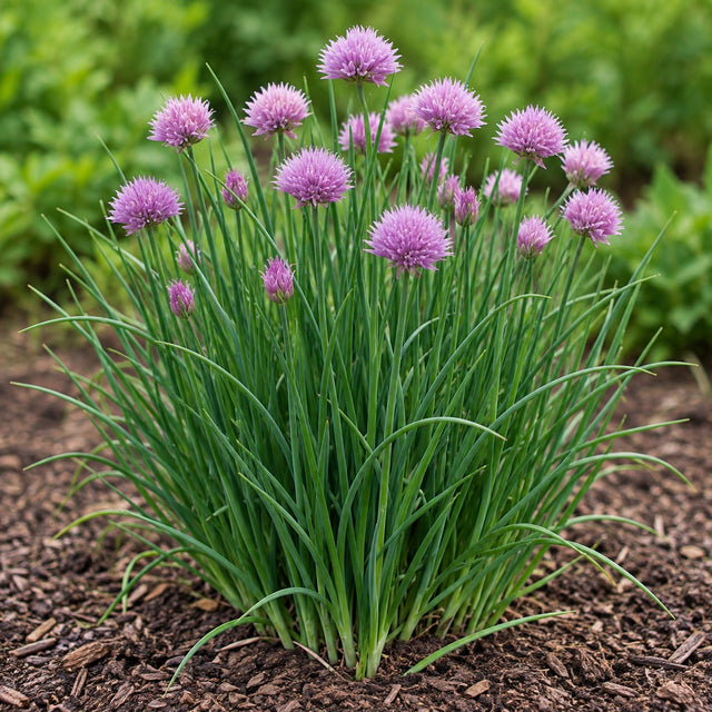 Chives Plants & Plugs