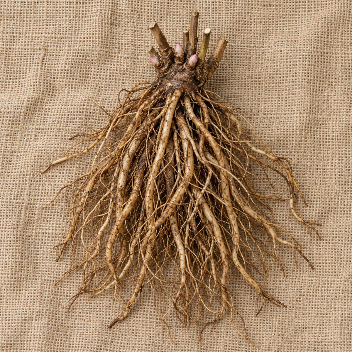 Dormant bare-root Cinderella swamp milkweed crown with fibrous roots on burlap, illustration