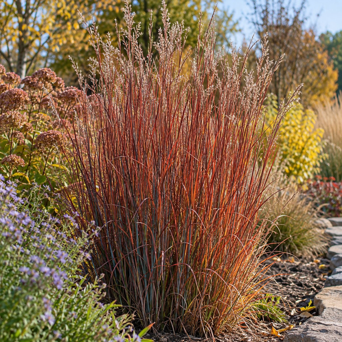 Cinnamon Sticks Little Bluestem