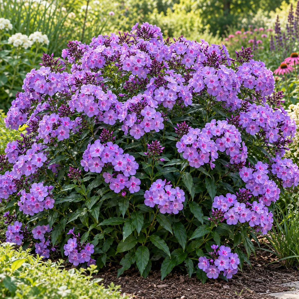 Cloudburst Phlox