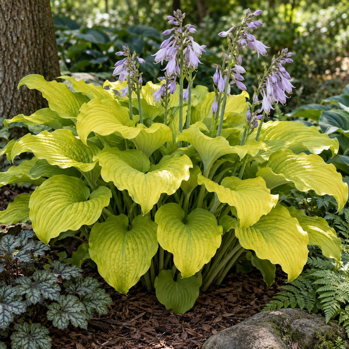 Coast to Coast hosta with ruffled chartreuse-gold leaves and lavender flower spikes