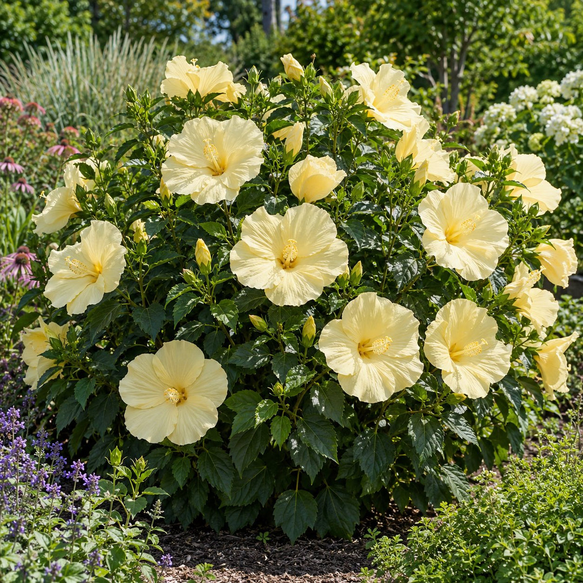 Coconut Cream Hardy Hibiscus