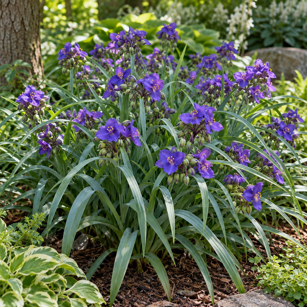 Concord Grape Spiderwort growing in a garden