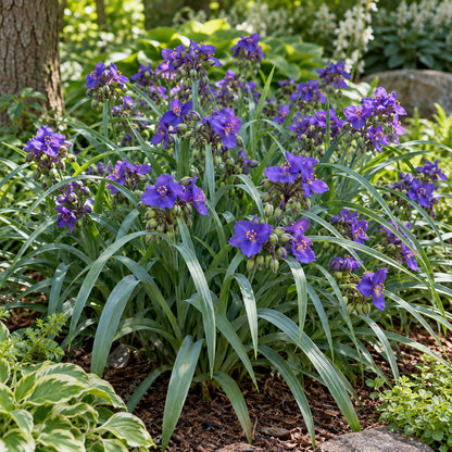 Concord Grape Spiderwort growing in a garden