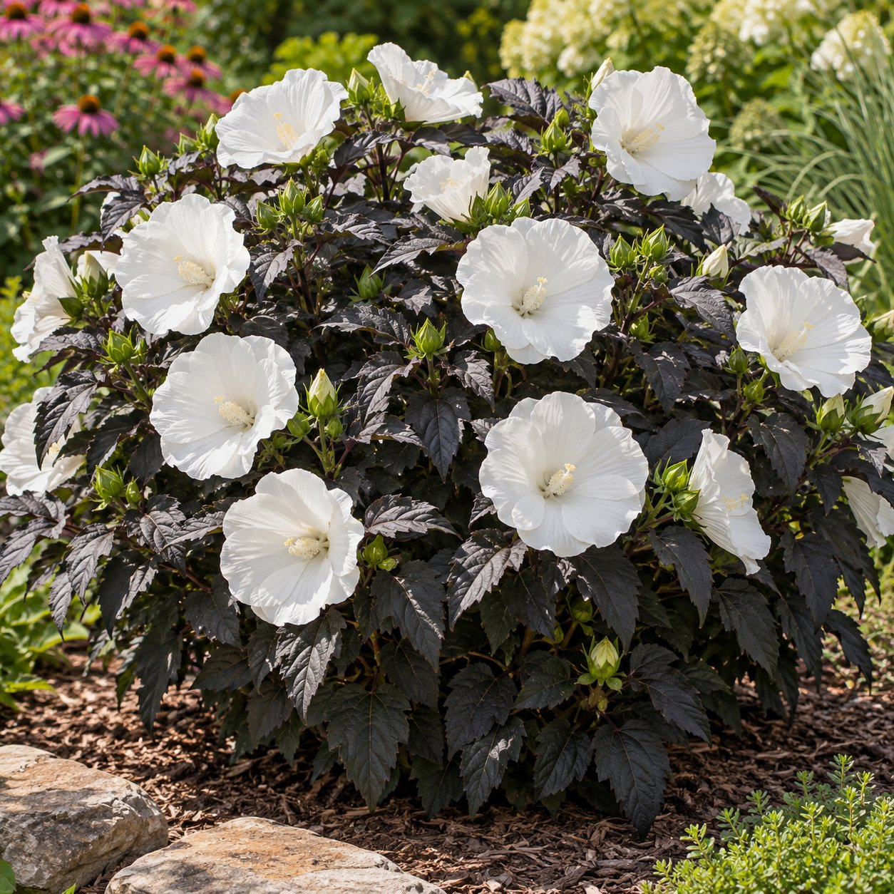 Cookies and Cream Hardy Hibiscus