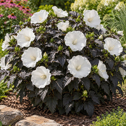 Cookies and Cream Hardy Hibiscus