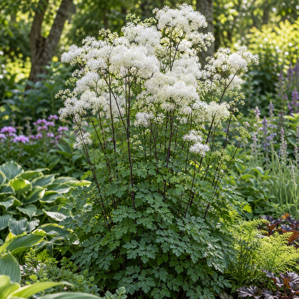 Cotton Ball Meadow Rue