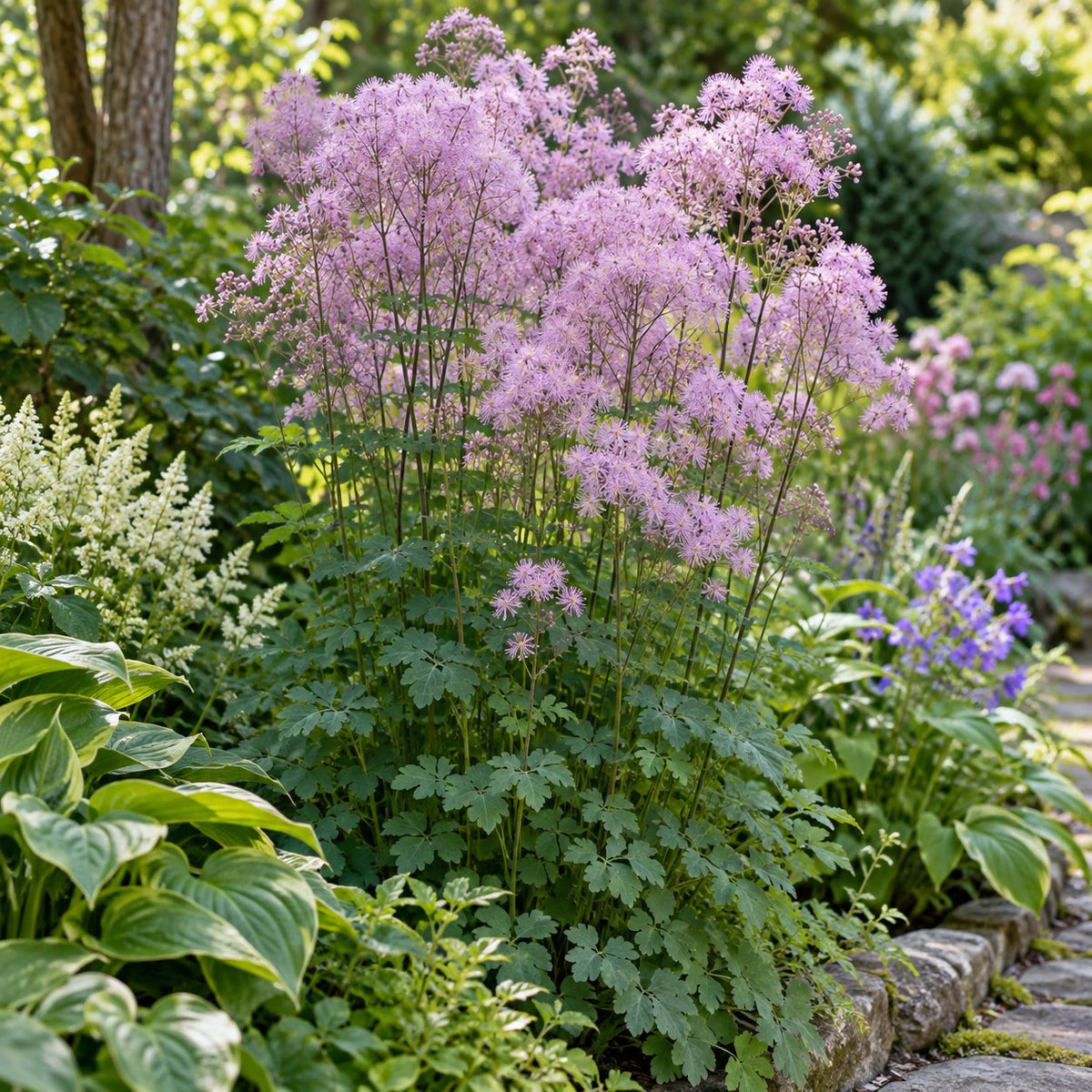 Cotton Candy Meadow Rue