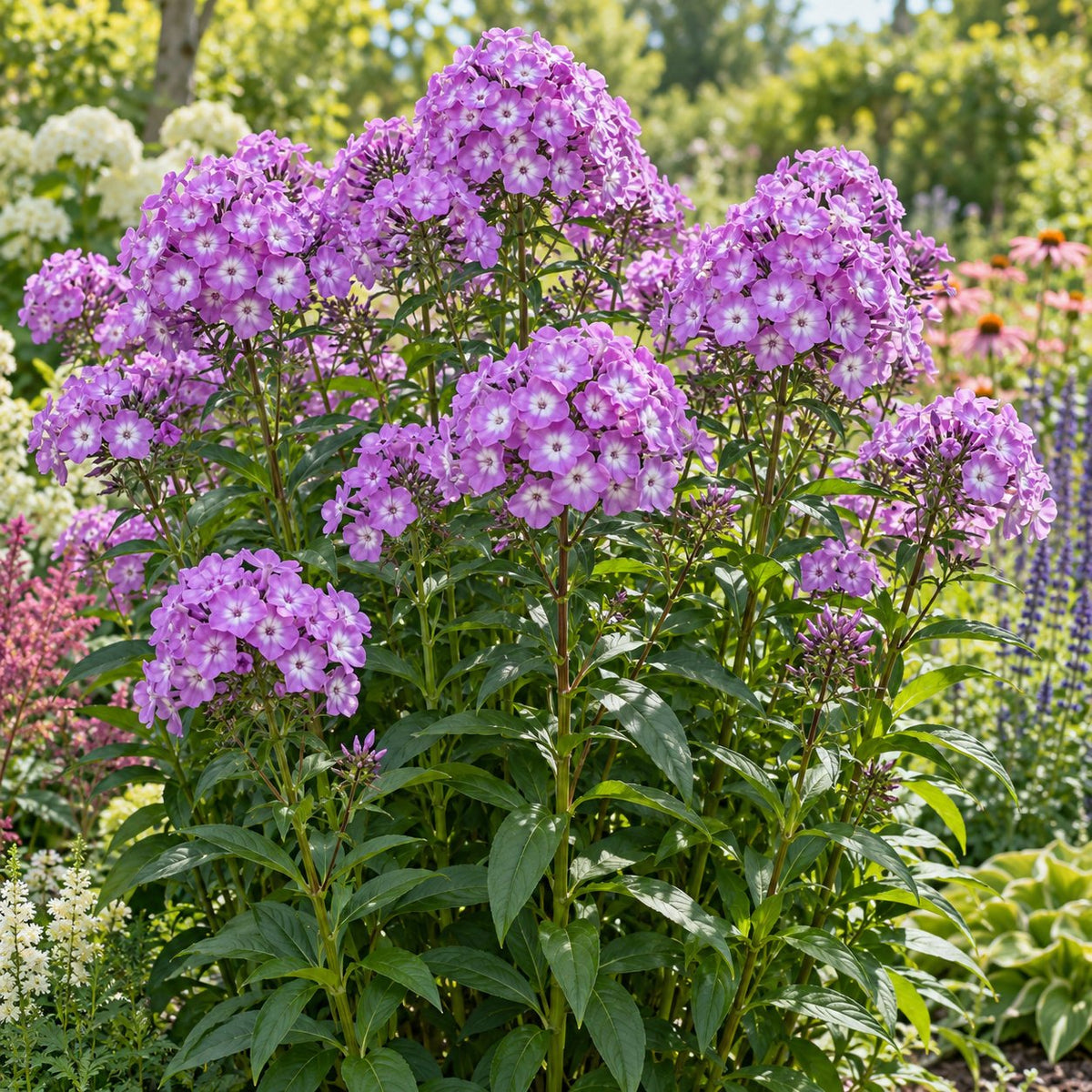 Cover Girl Garden Phlox