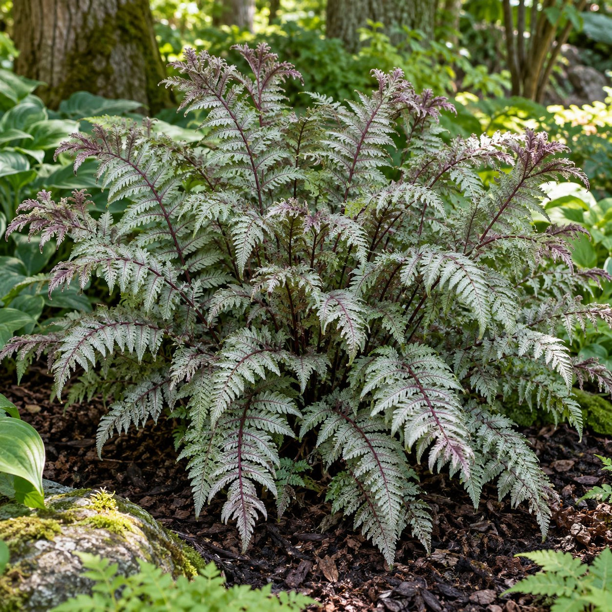 Crested Surf Japanese Painted Fern