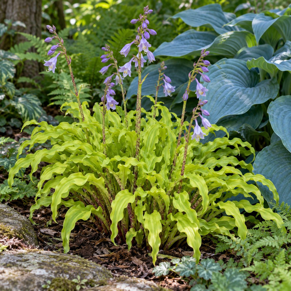 Curly Fries Hosta