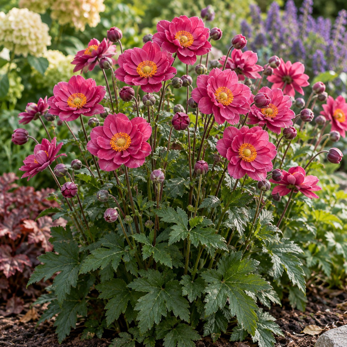 Curtain Call Deep Rose Japanese Anemone
