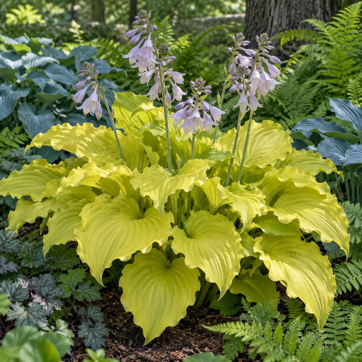 Dancing Queen hosta with ruffled golden-yellow leaves and lavender flower spikes