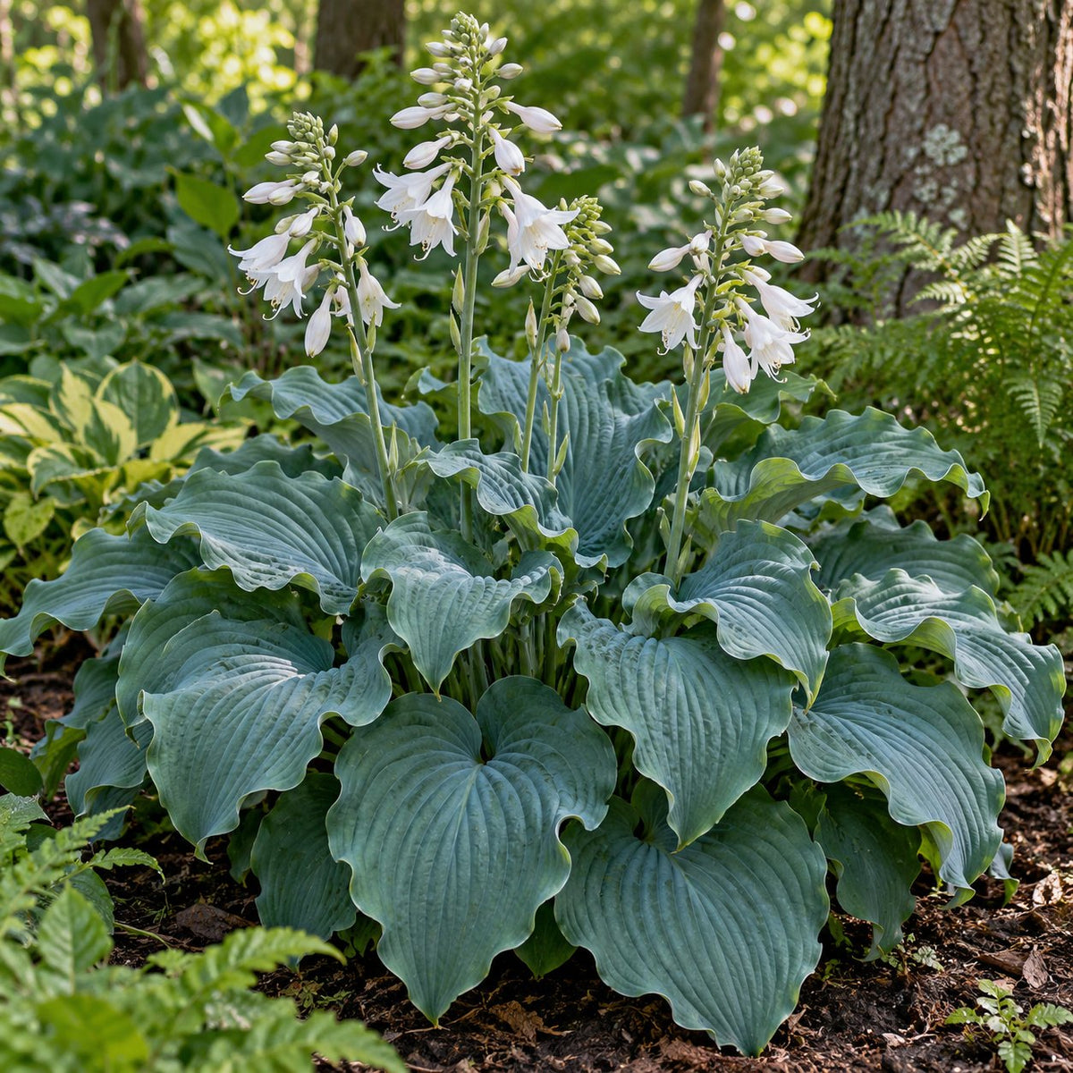Dancing with Dragons Hosta