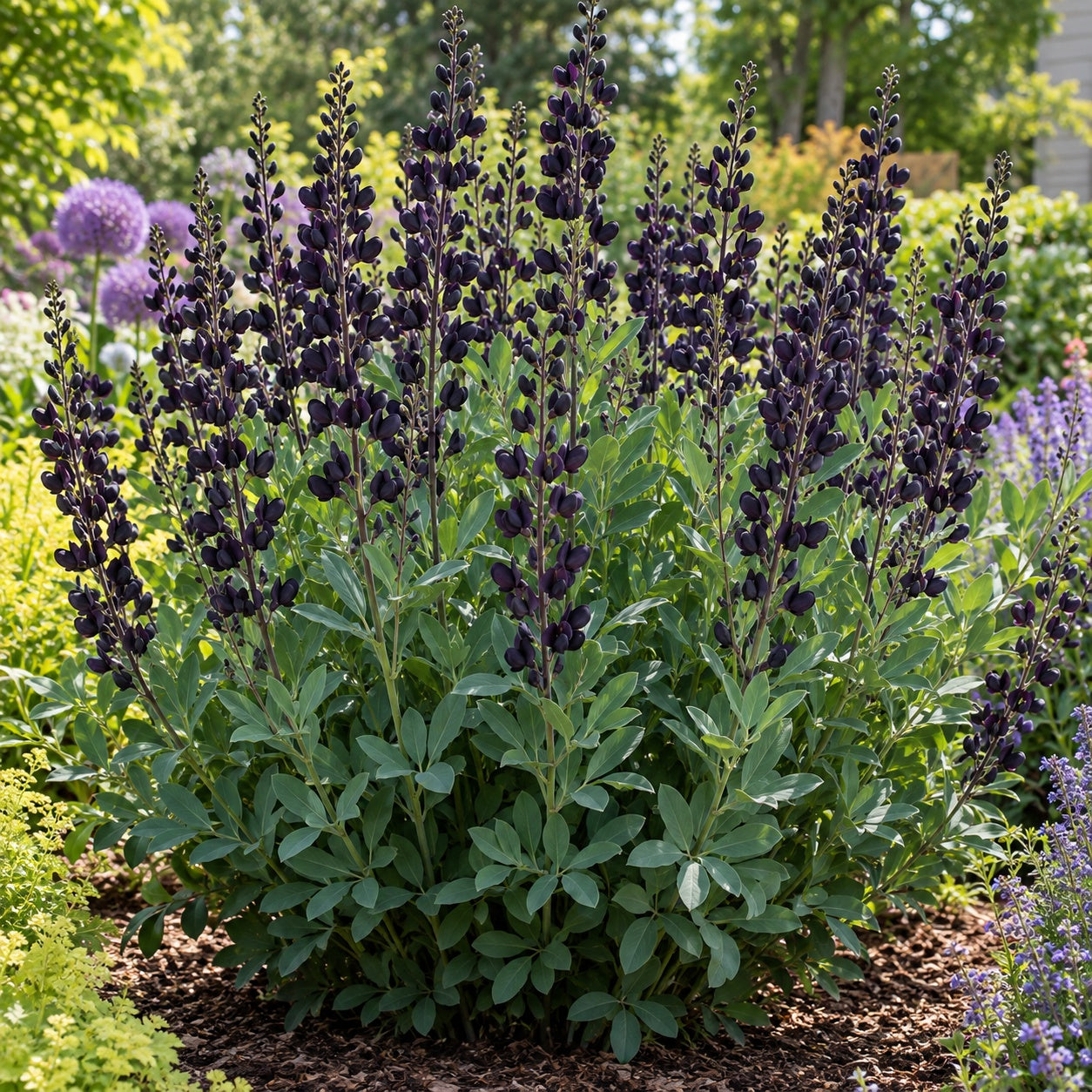 Dark Chocolate False Indigo growing in a garden