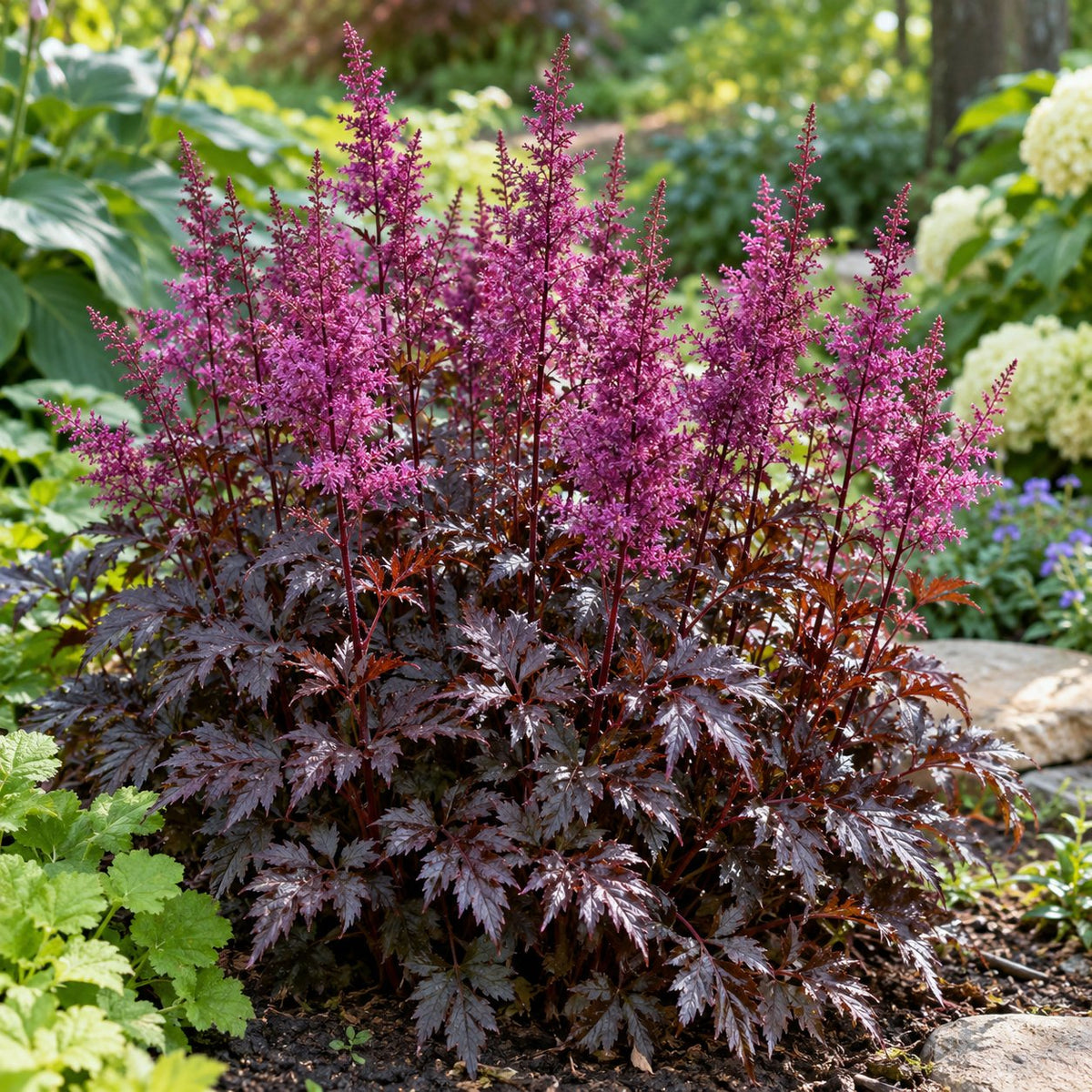 Dark Side of the Moon Astilbe